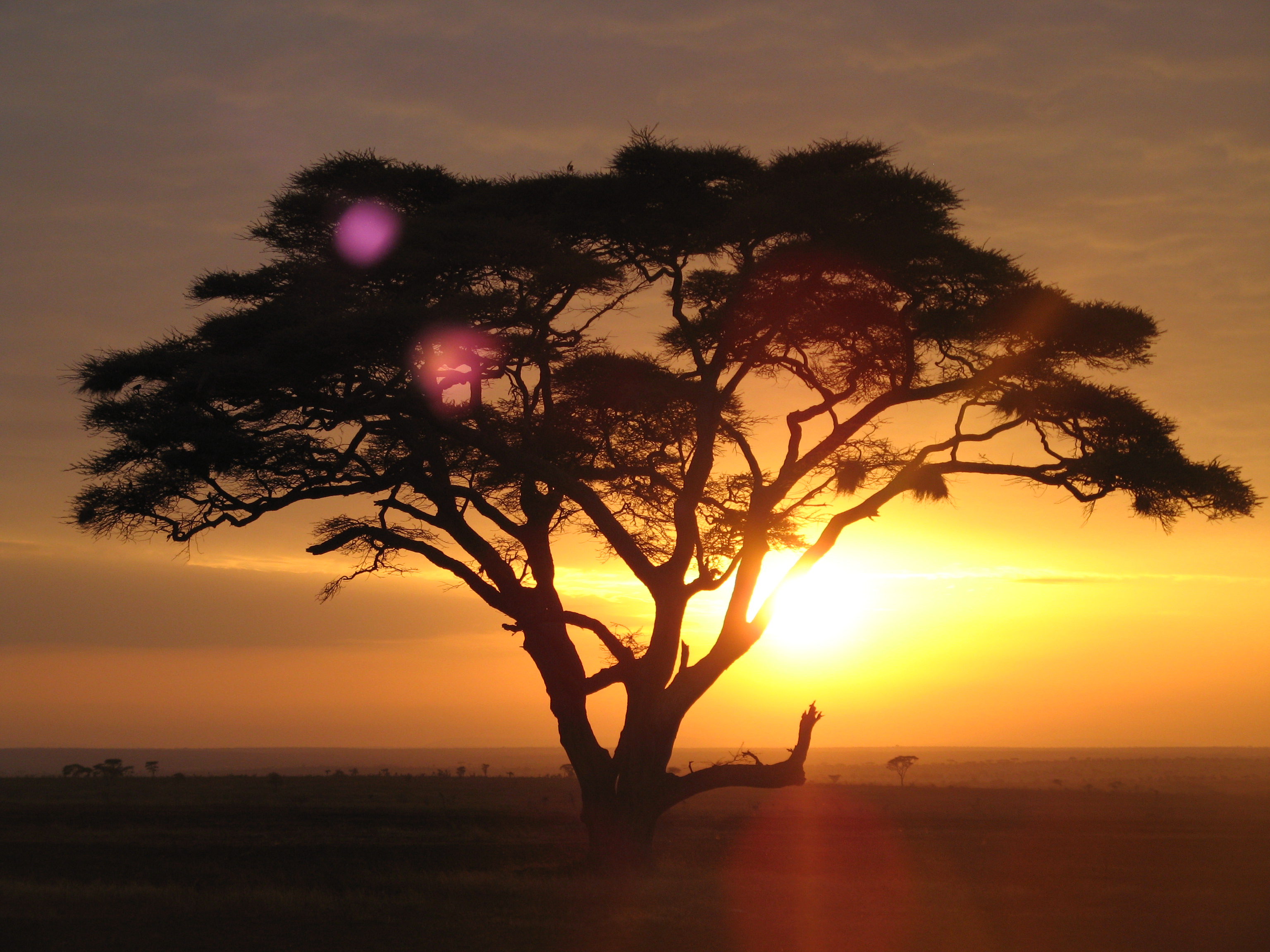 Sunrise over Serengeti